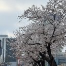 새만금 | 2026 군산 새만금 마라톤 10k레이스 후기