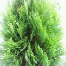 제주 홈스텔 이미지