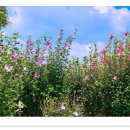 무궁화공원 농구장 이미지