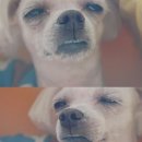 용호정육점