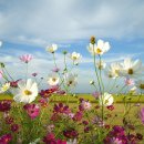 코스모스 이미지