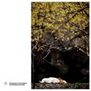 꿈꾸는 나무 이미지