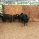 강원도흑염소 이미지