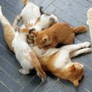 어쿠스틱맨션