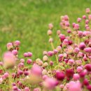 서해7농장 이미지