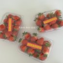 경주농장 | 경주 : 막내농부 키즈팜 아이랑 체험농장 딸기체험 후기 대구근교 가볼만한곳