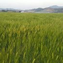 황금농장2 이미지