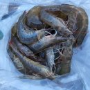 통영 서광수산 왕새우직판장 (+펜션에서 간단히 조리) 크기 맛 후기