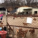 하얀강아지 이미지