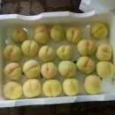 고골농장 이미지