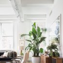 식물 인테리어 이미지