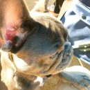 뚜뚜애견 이미지