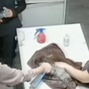 청원동물병원 이미지