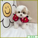 진안문화의집 회의실 | 진안애견분양 퍼피댕 방문 후기