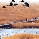 순천만둥지 이미지