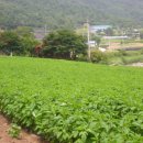 소망농장 이미지