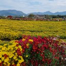 서산국화꽃축제 이미지