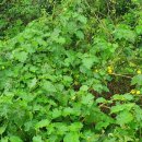 왕성목장 이미지