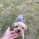 치즈 애견유치원&애견호텔 이미지