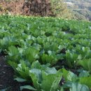 인암농원 이미지