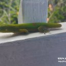 빅게코