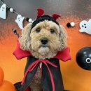 모여라댕댕이 이미지