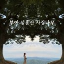 장원카서비스 | [부여 여행 코스] 성흥산 사랑나무/장원막국수/국립부여박물관/정림사지박물관/사비향