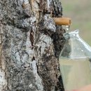 시인의마음 이미지