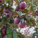 앵두, 사과, 자두나무 이미지