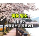 한국아파트옆 - 강변도로구간 | 충북 벚꽃 명소...벚꽃 나들이 코디･벚꽃코디･벚꽃룩 - 1/3