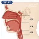 치매원인 노폐물 배출통로인 림프순환 이미지