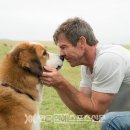 우리집 댕댕이 이미지