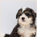 24시 성심동물메디컬센터 | 대전 24시 동물병원 성심에서 슬개골탈구 수술 후 빠른 회복기