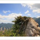 에델바이스 이미지