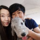 해피월드종이학 | 베들링턴테리어 밍밍 5개월, 강아지 동반 종이학펜션 후기