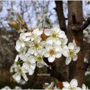 과수원길 이미지