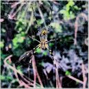 장수천* 이미지