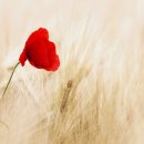 꽃피는부동산중개 이미지