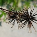 도깨비풀 이미지