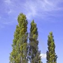 미루나무 이미지