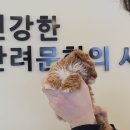 라이프독 강릉점 24시 강아지분양 고양이분양 | 분양 후 관리도 철저한 강릉애견분양 라이프독 강릉점 24시 강아지 고양이입니다