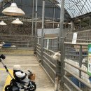 14개월 아기랑 세종정동체험마을 다녀왔어요! 동물체험후기🐄