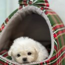 진보퍼피 이미지