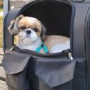 펫 & 쇼핑 이미지