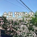 수원시 팔달구 창룡대로104번길 네이버블로그