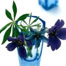 물망초forgetmenot 이미지