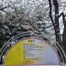 Re: 2024-03-30 - 04-07 차수민 회원 소계동 벚꽃축전 시화전 열다 이미지