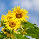 솟대마을 이미지