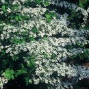 천연 비누 DIY 이미지