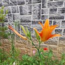 신호세탁소 이미지